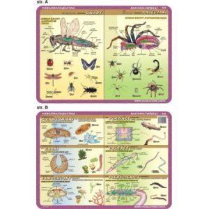 Podkładka edukacyjna Visual System Biologia #4